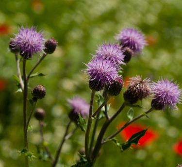 wildflower_bank_flowers